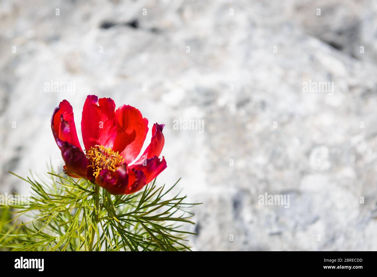 Red mountain peony flower on a stone background Stock Photo