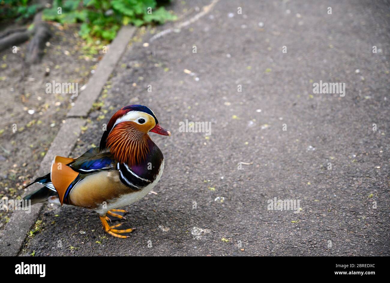 Mandarin duck (Aix galericulata) in Kelsey Park, Beckenham, Greater London Stock Photo