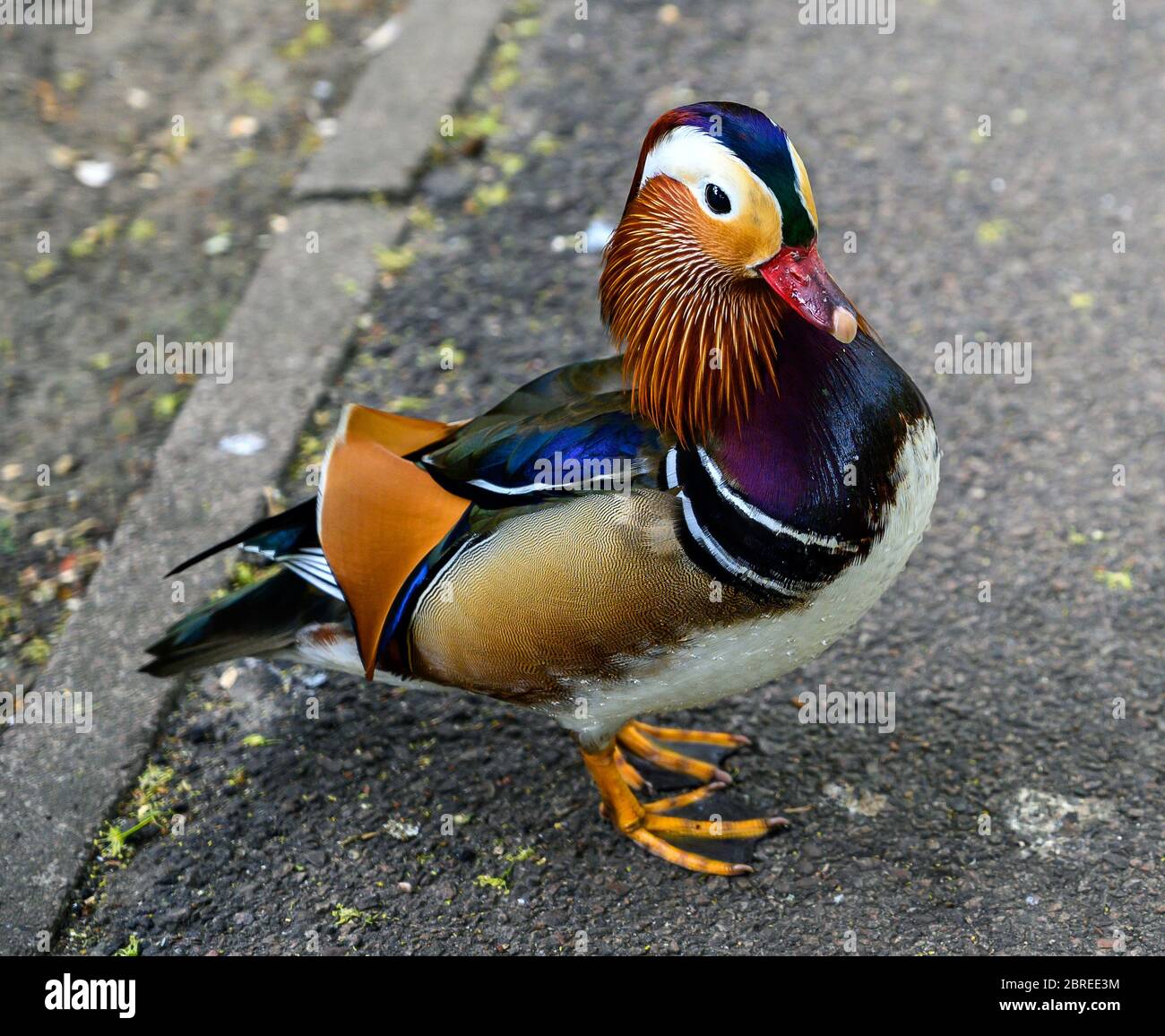 Mandarin duck (Aix galericulata) in Kelsey Park, Beckenham, Greater London Stock Photo