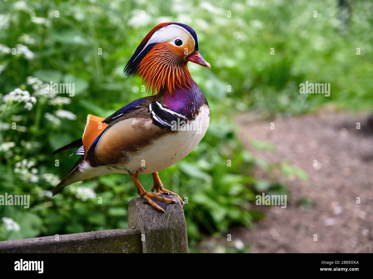 Mandarin duck (Aix galericulata) in Kelsey Park, Beckenham, Greater London Stock Photo