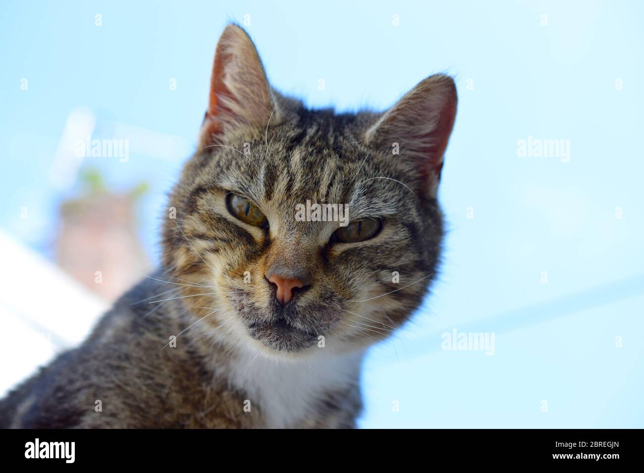 Stray cat face on blue sky background Stock Photo