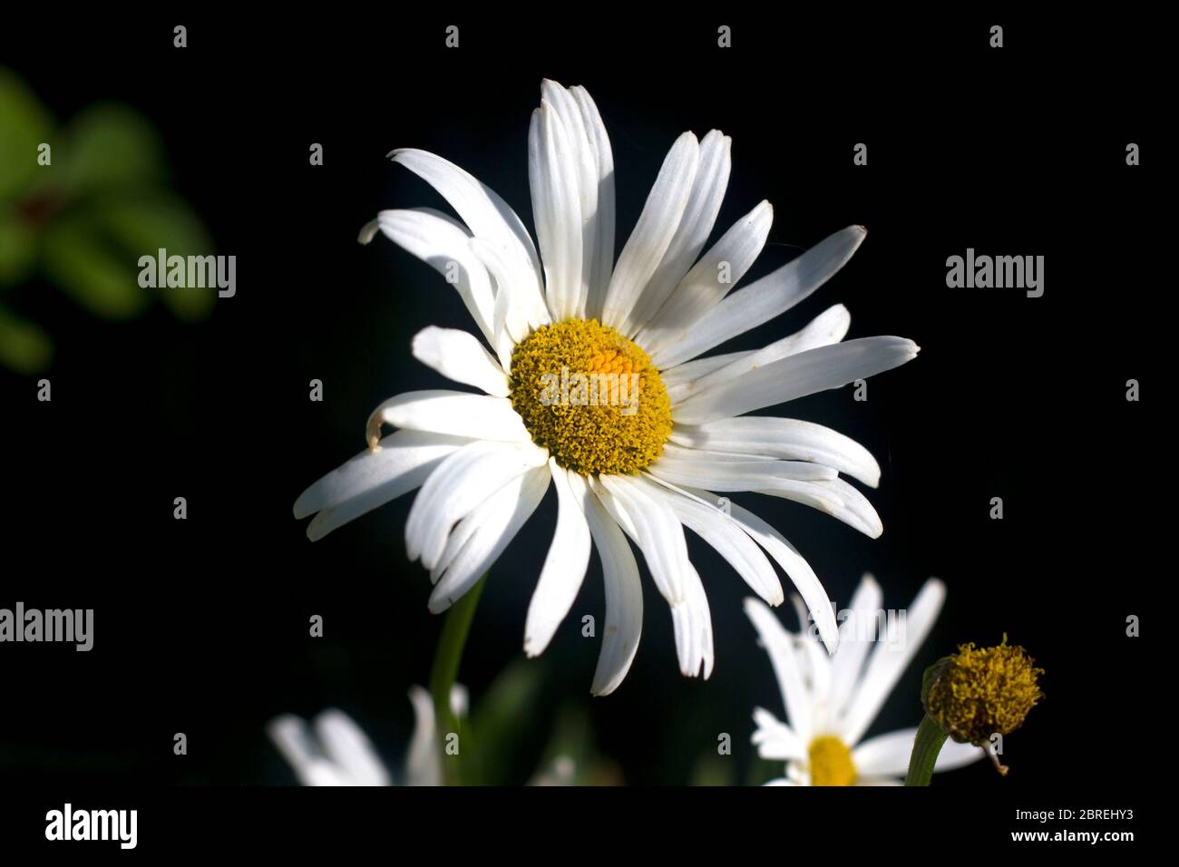 Close up image of a Boltonia Asteroides Stock Photo