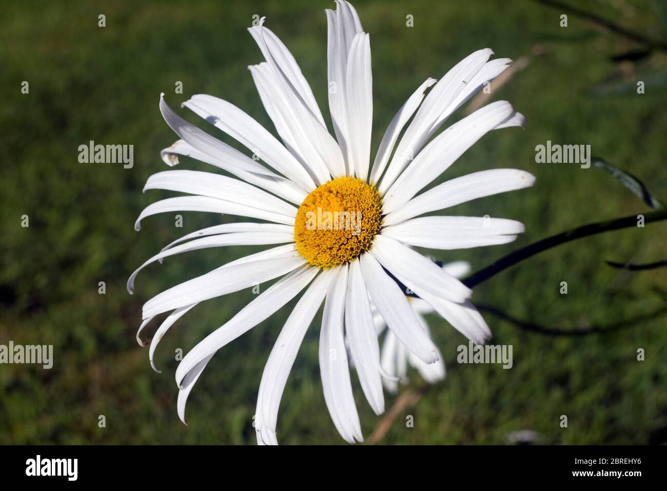 Close up image of a Boltonia Asteroides Stock Photo