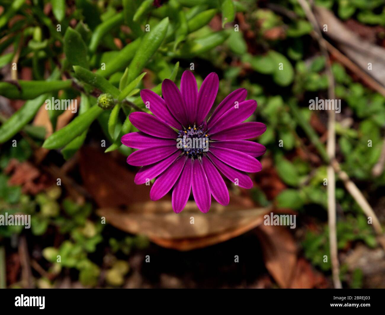 Close up image of an Osteospermum Jucundum flower Stock Photo