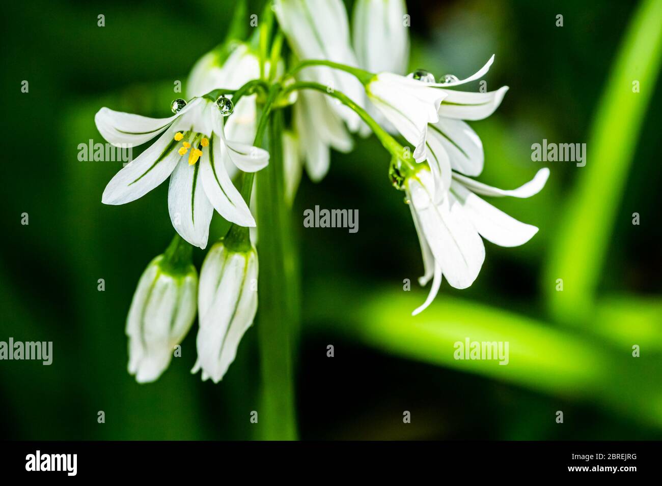 Macrophotograph of head of white spanish bluebells with dew drops on green background Stock Photo