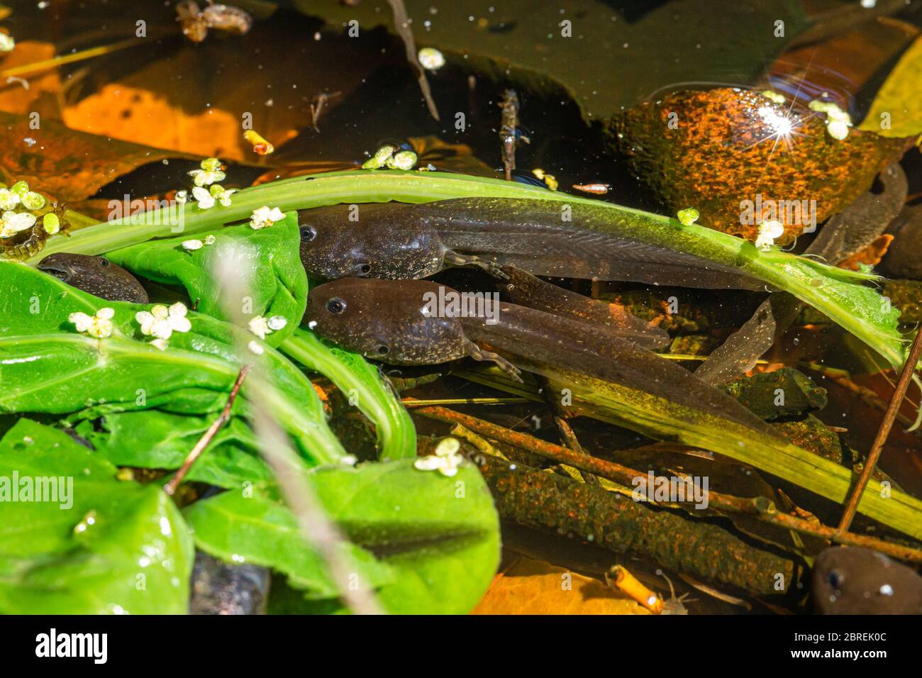 Common frog tadpole grazing on Spinach leaves in wildlife pond. Stock Photo