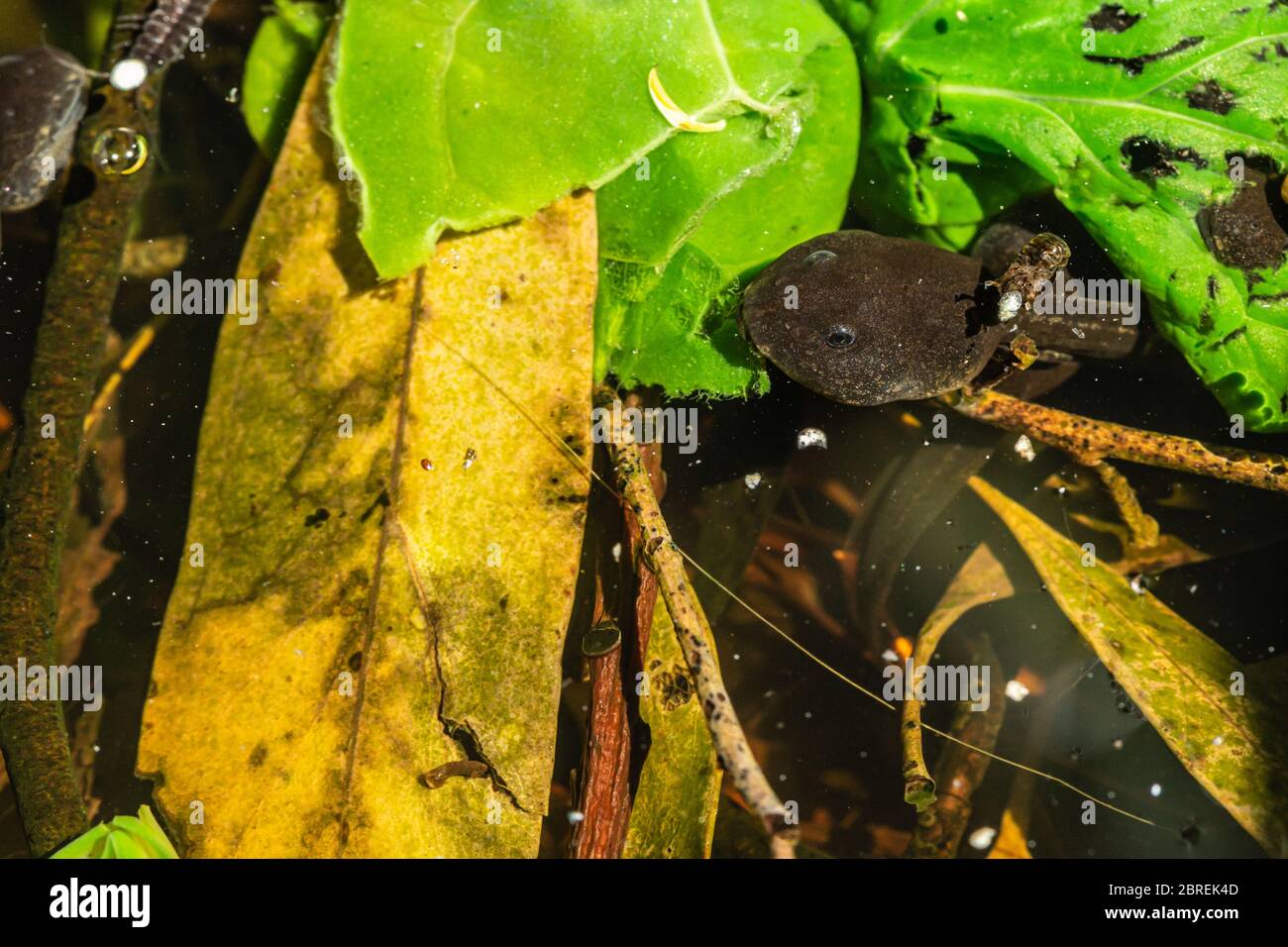 Common frog tadpole grazing on Spinach leaves in wildlife pond. Stock Photo