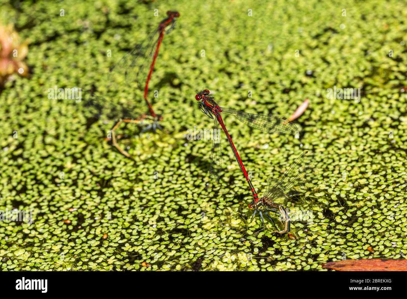 Two large Red Damselflies copulating and depositing fertilised eggs in garden pond. Stock Photo