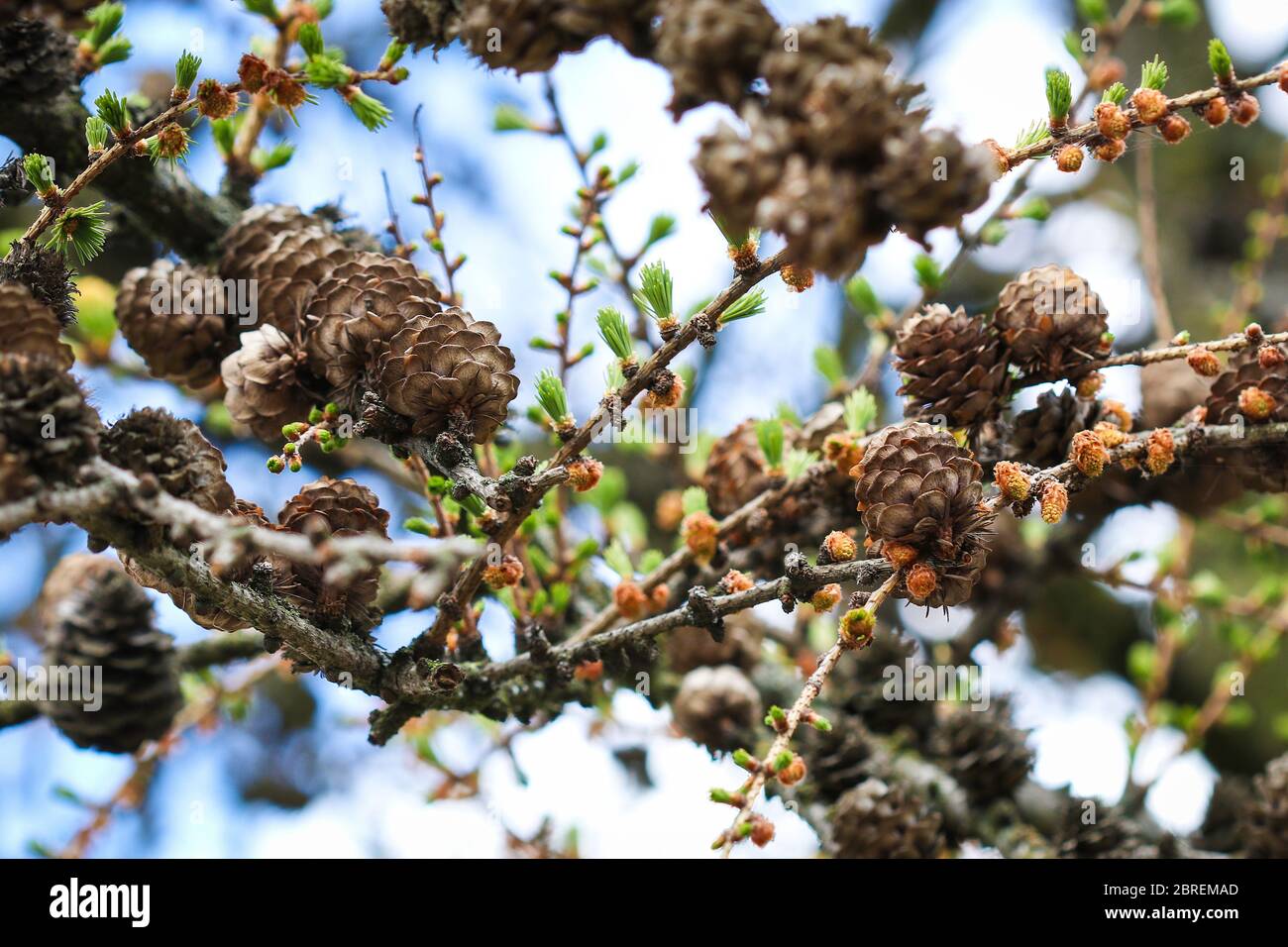 Twigs of  larch coniferous tree with old sones and small new ones growing in springtime Stock Photo