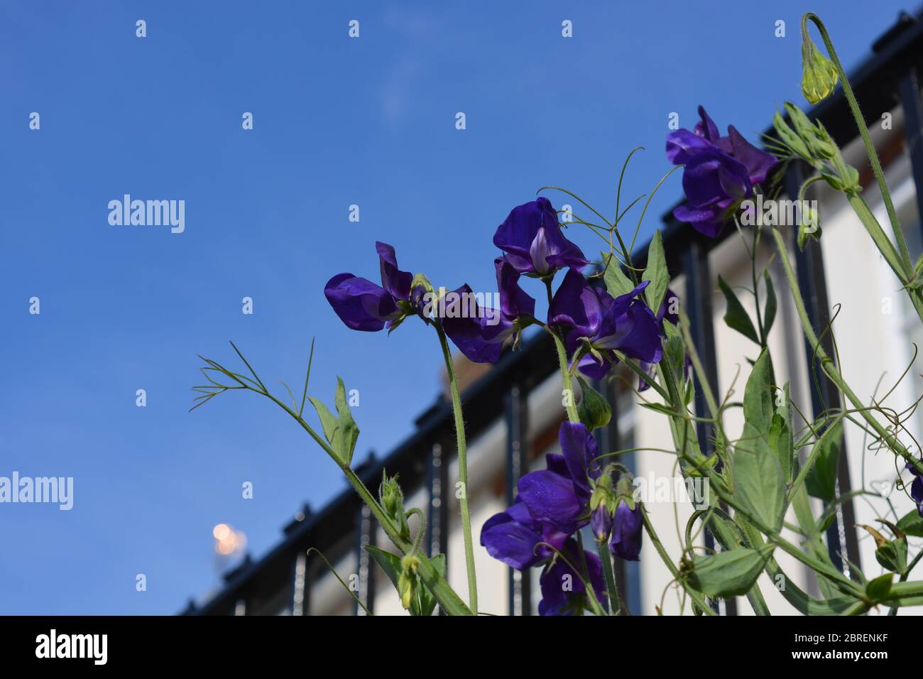 Sweet pea flowers climbing on a wrought iron railing in an urban setting against blue sky Stock Photo
