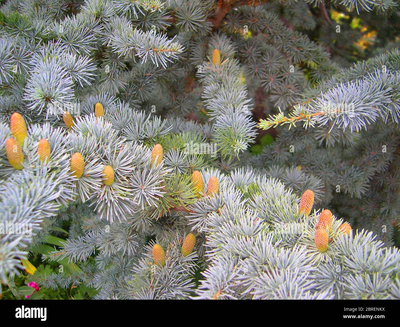 Branches of blue spruce. Stock Photo