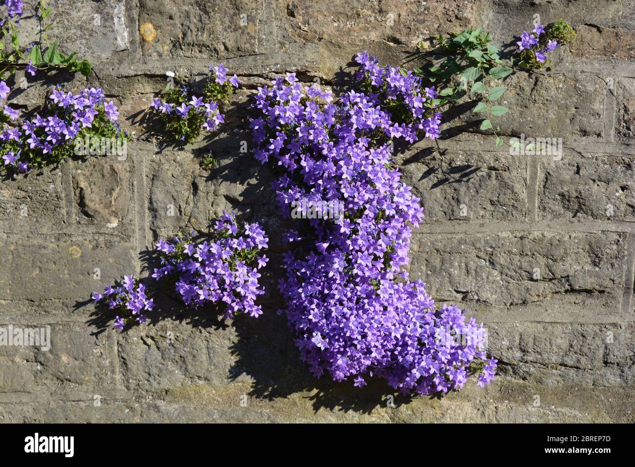 Beautiful purple flowers, known as Campanula Bavarian Blue, growing out of a garden wall Stock Photo