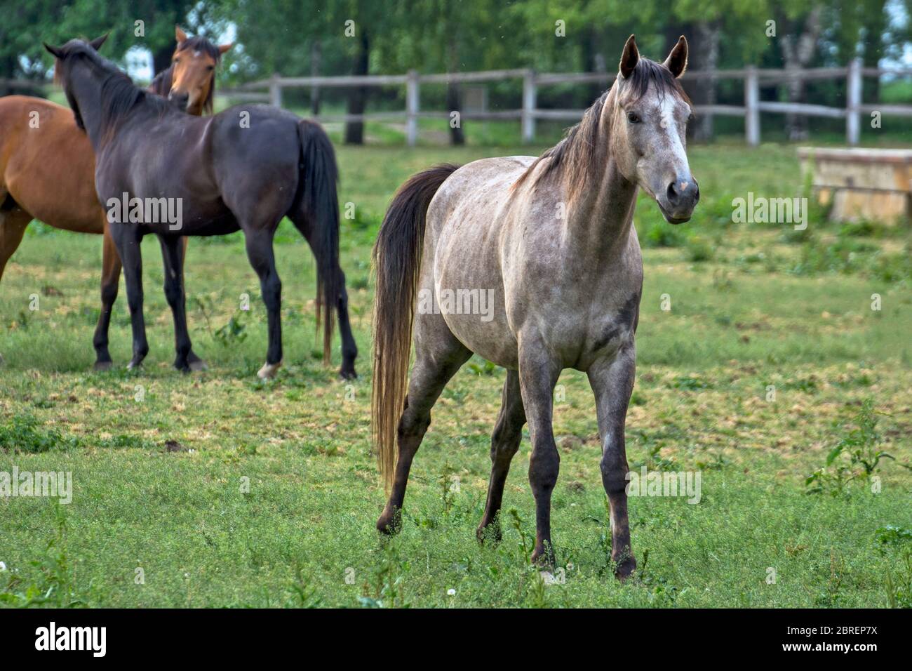A group of young horses grazing in the evening. Horses are grown on a