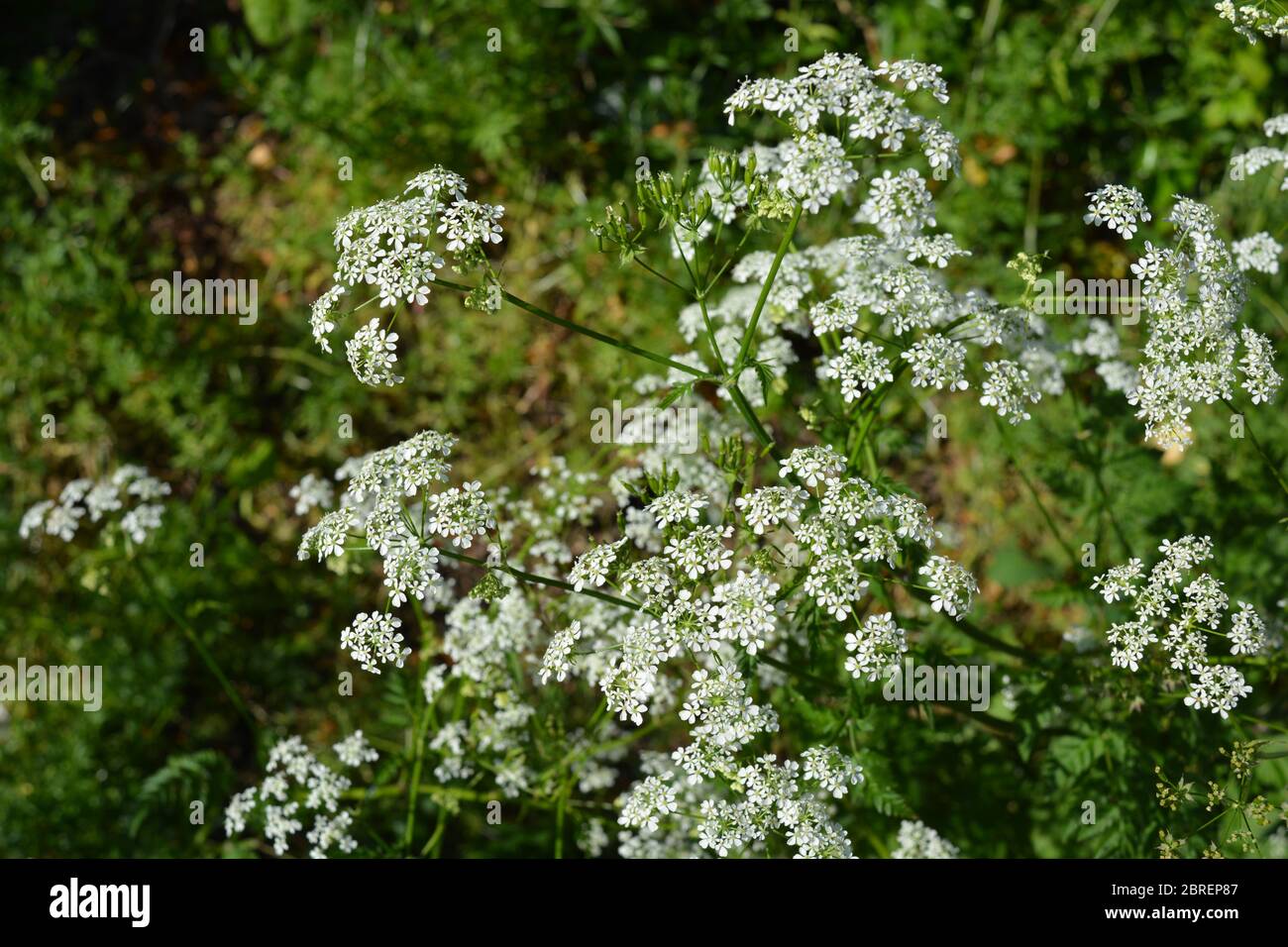 Delicate white flowers of Cow Parsley, also known as Anthriscus sylvestris Stock Photo