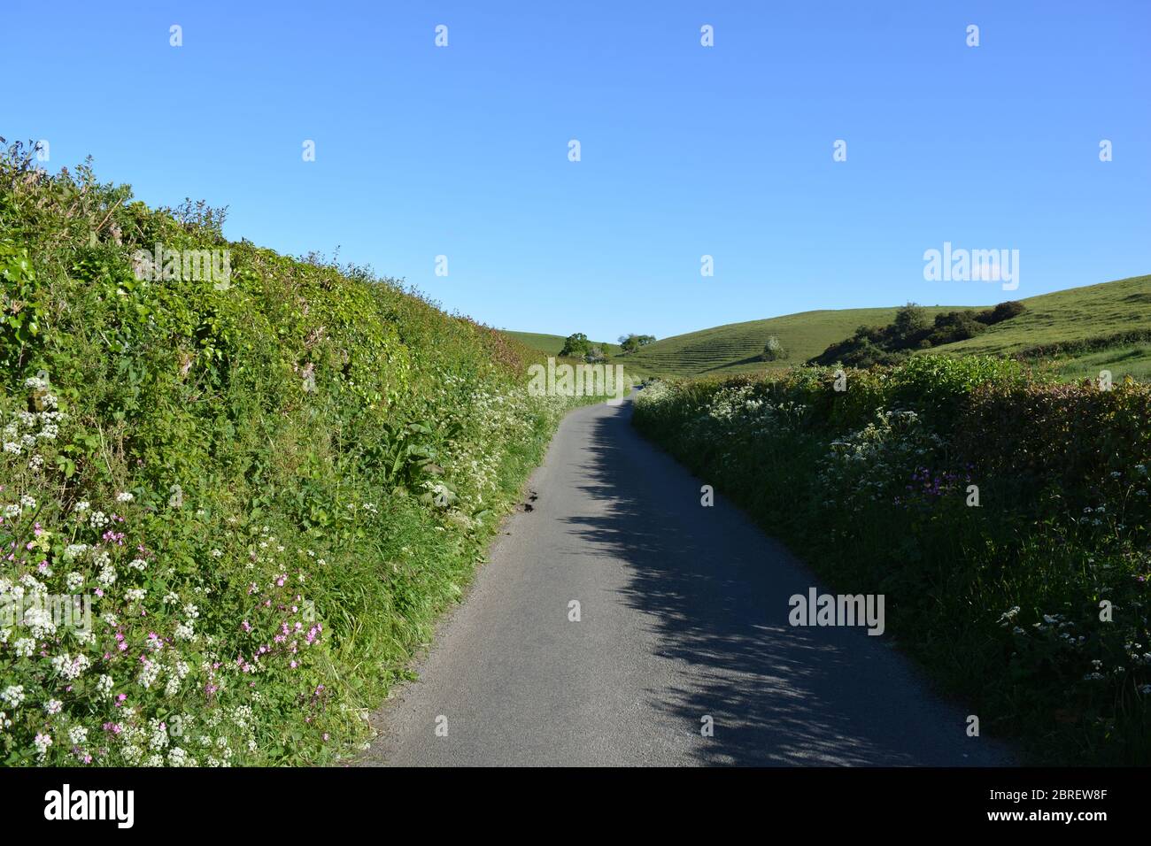 Typical narrow country lane with cow parsley flowering at the roadside ...