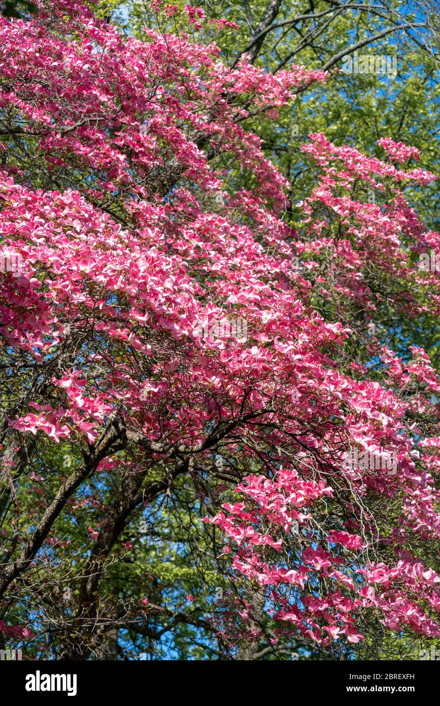 Beautiful pink flowers on a flowering cornus florida rubra  (american dogwood) in bright spring sunshine Stock Photo