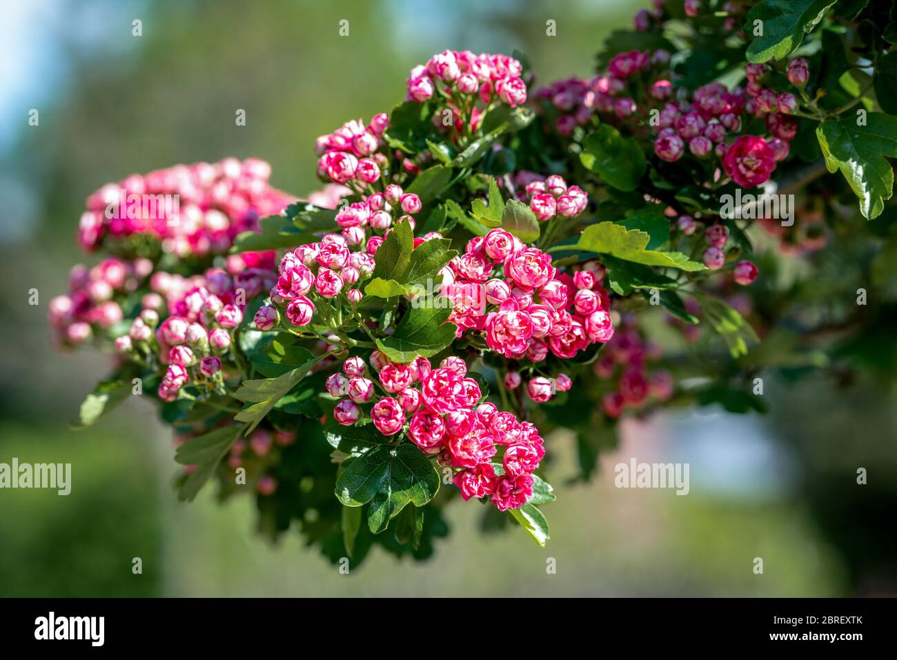 A branch full of beautiful red hawthorn (Crataegus laevigata Pauls scarlet) flowers with a green bokeh background Stock Photo