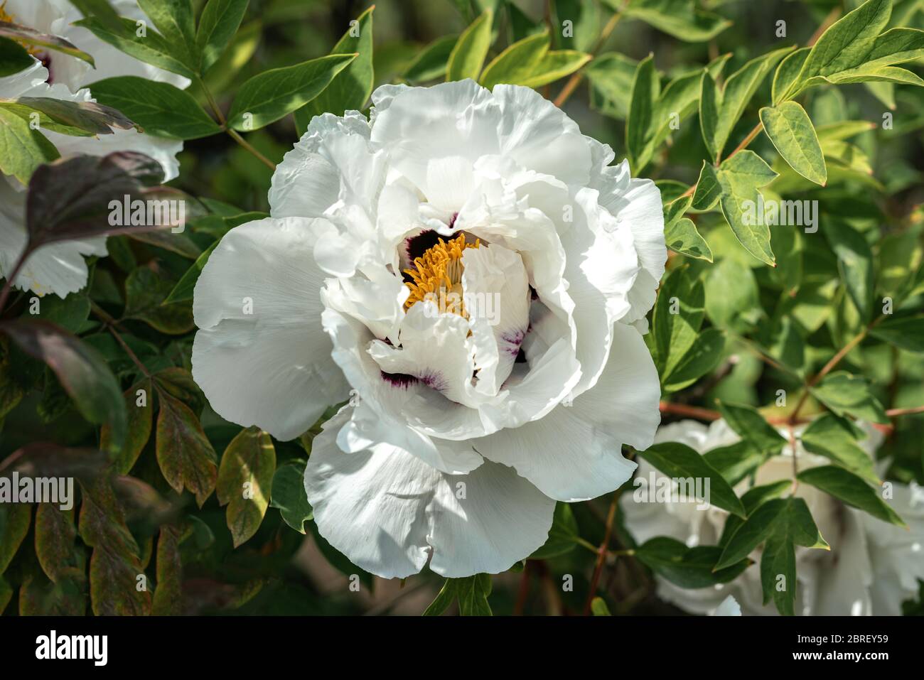 Close up of a flower of a white Rocks  peony (Paeonia rockii) in full bloom in bright spring sunshine Stock Photo