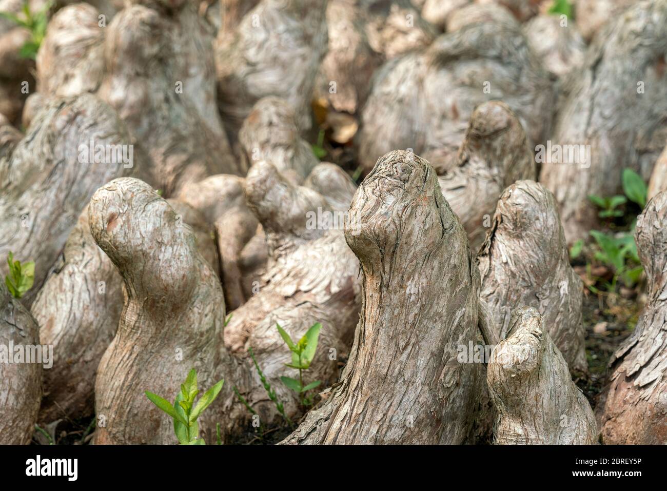 Close up of the respiratory roots of a bald cypress (Taxodium distichum) Stock Photo