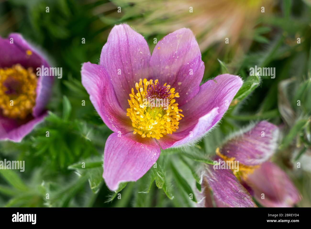 Close up of the purple flowers of a Pasqueflower (pulsatilla) plant with green bokeh background Stock Photo