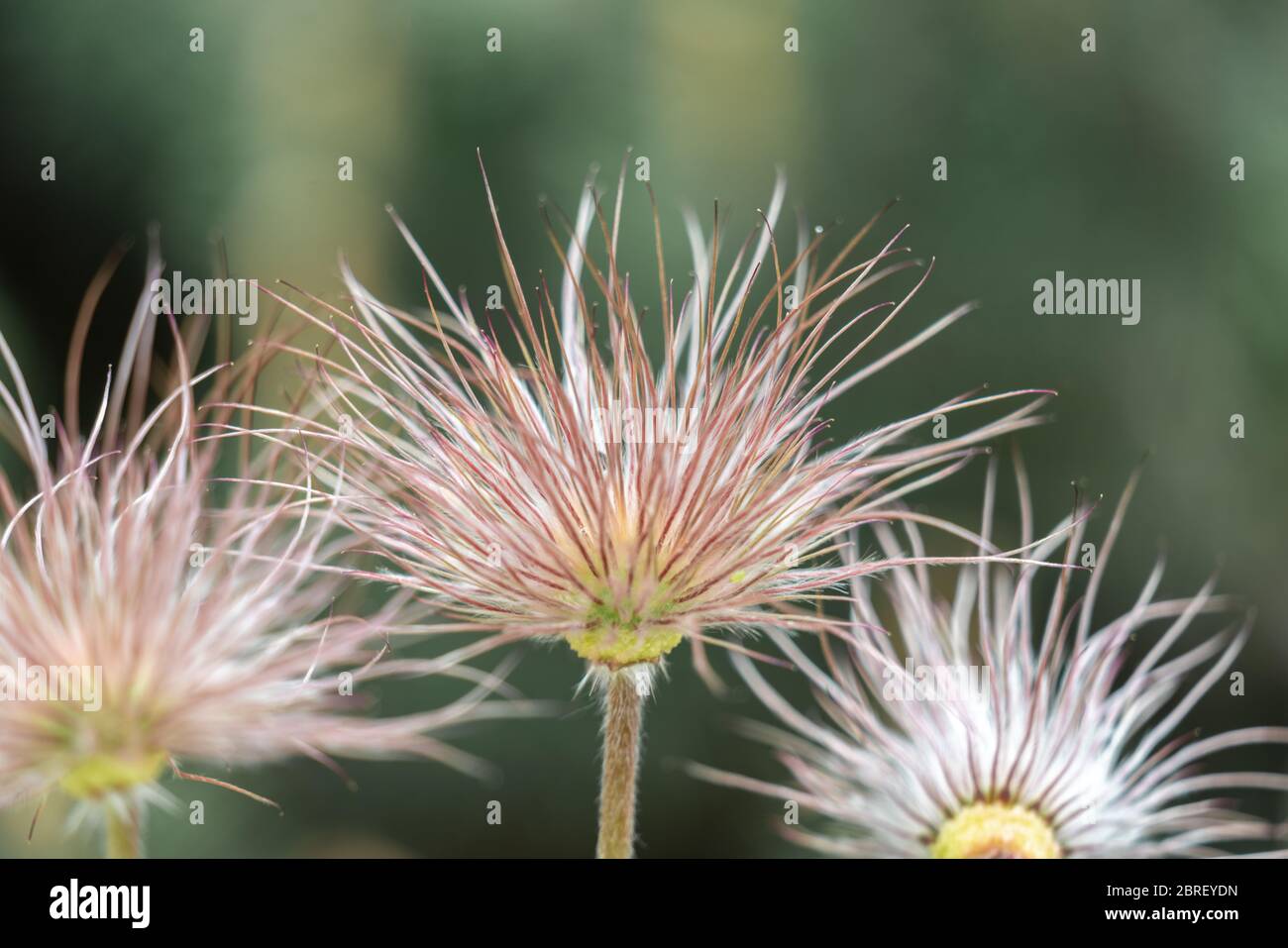 Fluffy seedballs of a Pasqueflower (pulsatilla) plant with green bokeh background Stock Photo