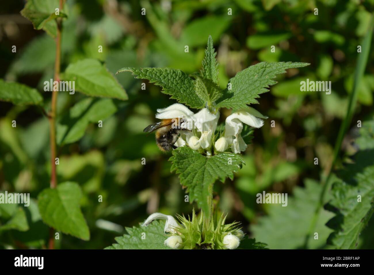 Bumble bee on a White Dead Nettle flower, also known as Lamium album in