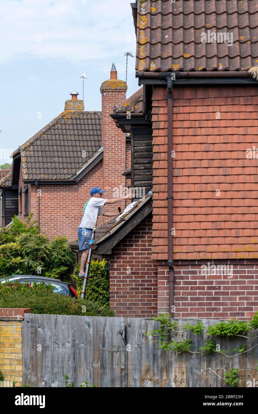 A HOMEOWNER UP A LADDER APPLYING WOOD STAIN TO THE FRONT OF HIS HOUSE. UK, ENGLAND, SPRING Stock Photo