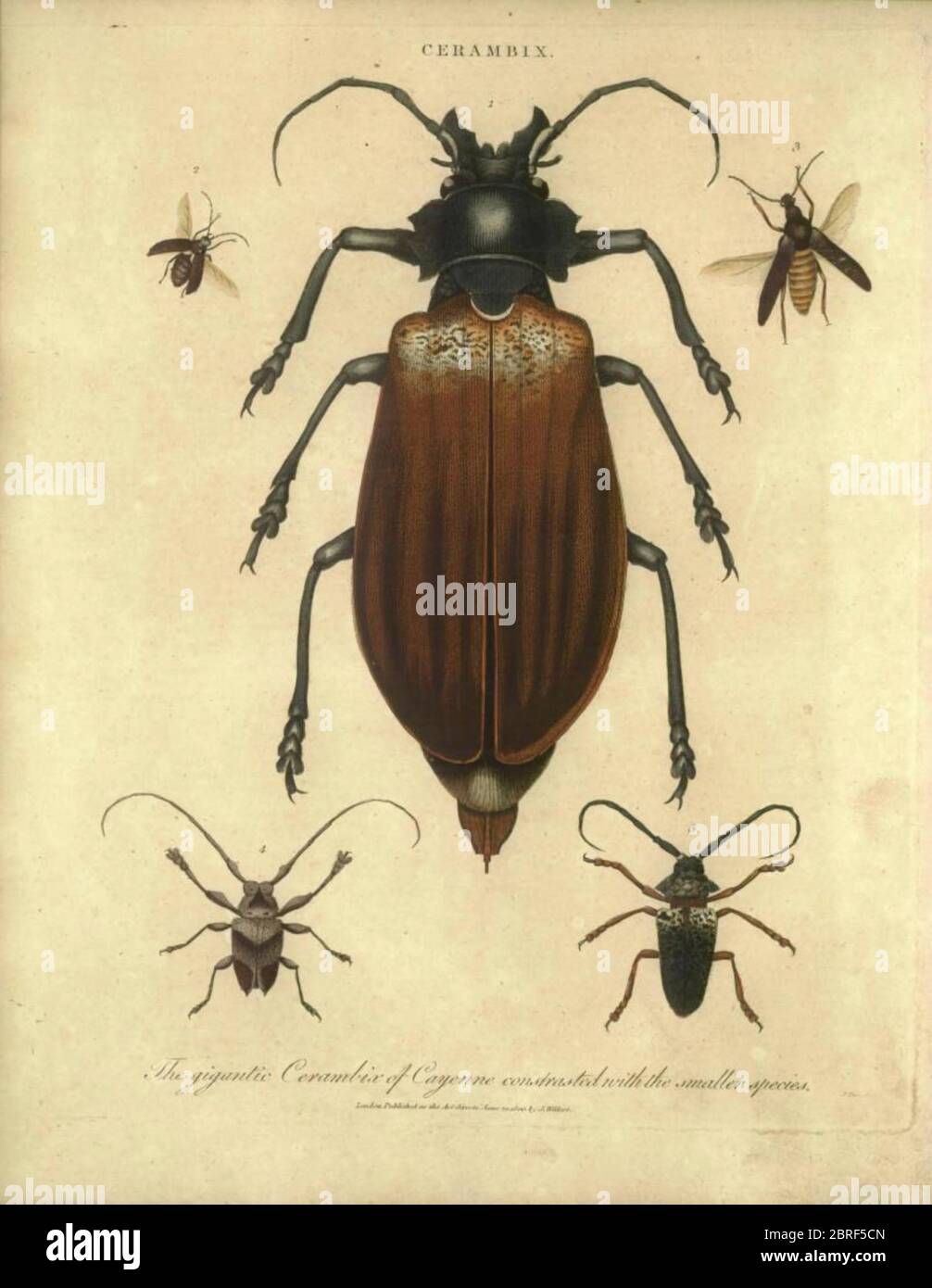 Cerambyx [Here as Cerambix] is a genus of beetles in the family Cerambycidae (longhorn beetles). They are commonly known as capricorn beetles. Handcolored copperplate engraving From the Encyclopaedia Londinensis or, Universal dictionary of arts, sciences, and literature; Volume IV;  Edited by Wilkes, John. Published in London in 1810 Stock Photo
