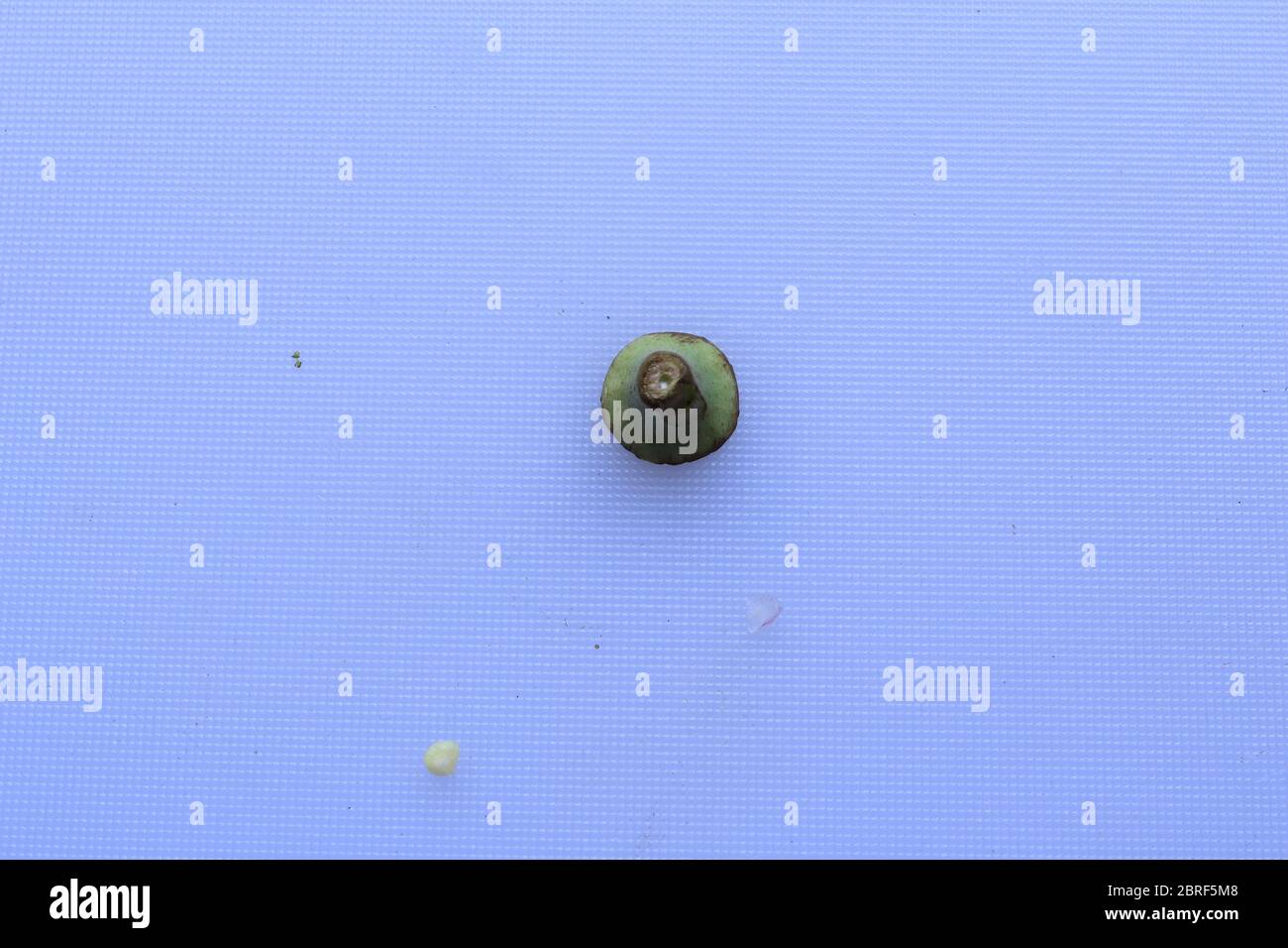 Fresh Young Lady Fingers or Okra in white background Stock Photo Alamy