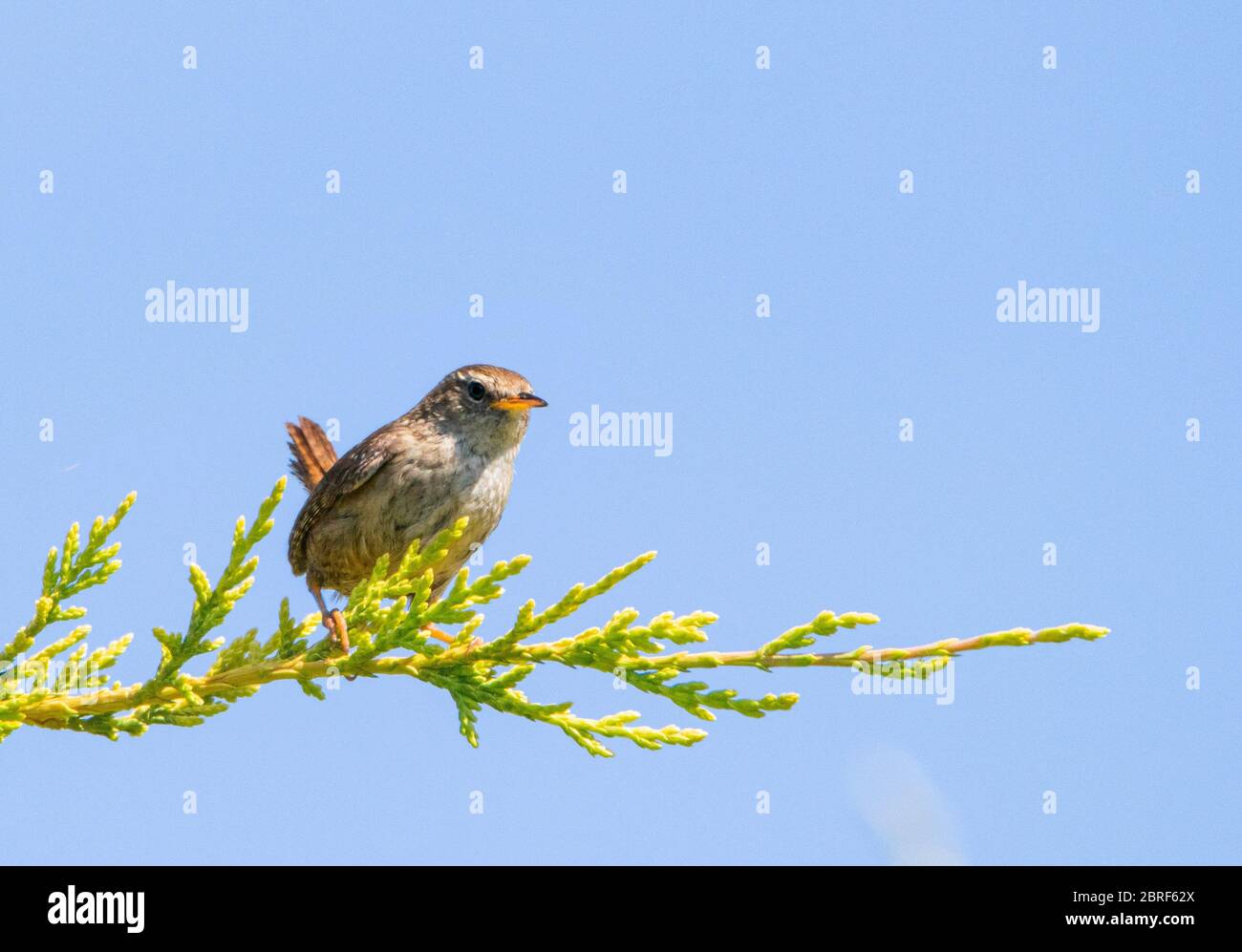Wren, small bird, wild bird, perching on a branch in a British Garden