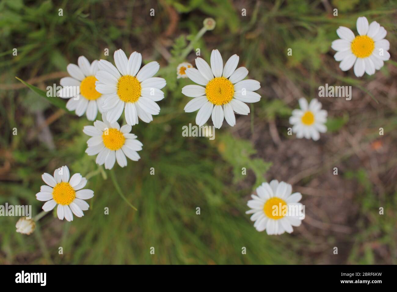 Chamomile flower field view hi-res stock photography and images - Alamy