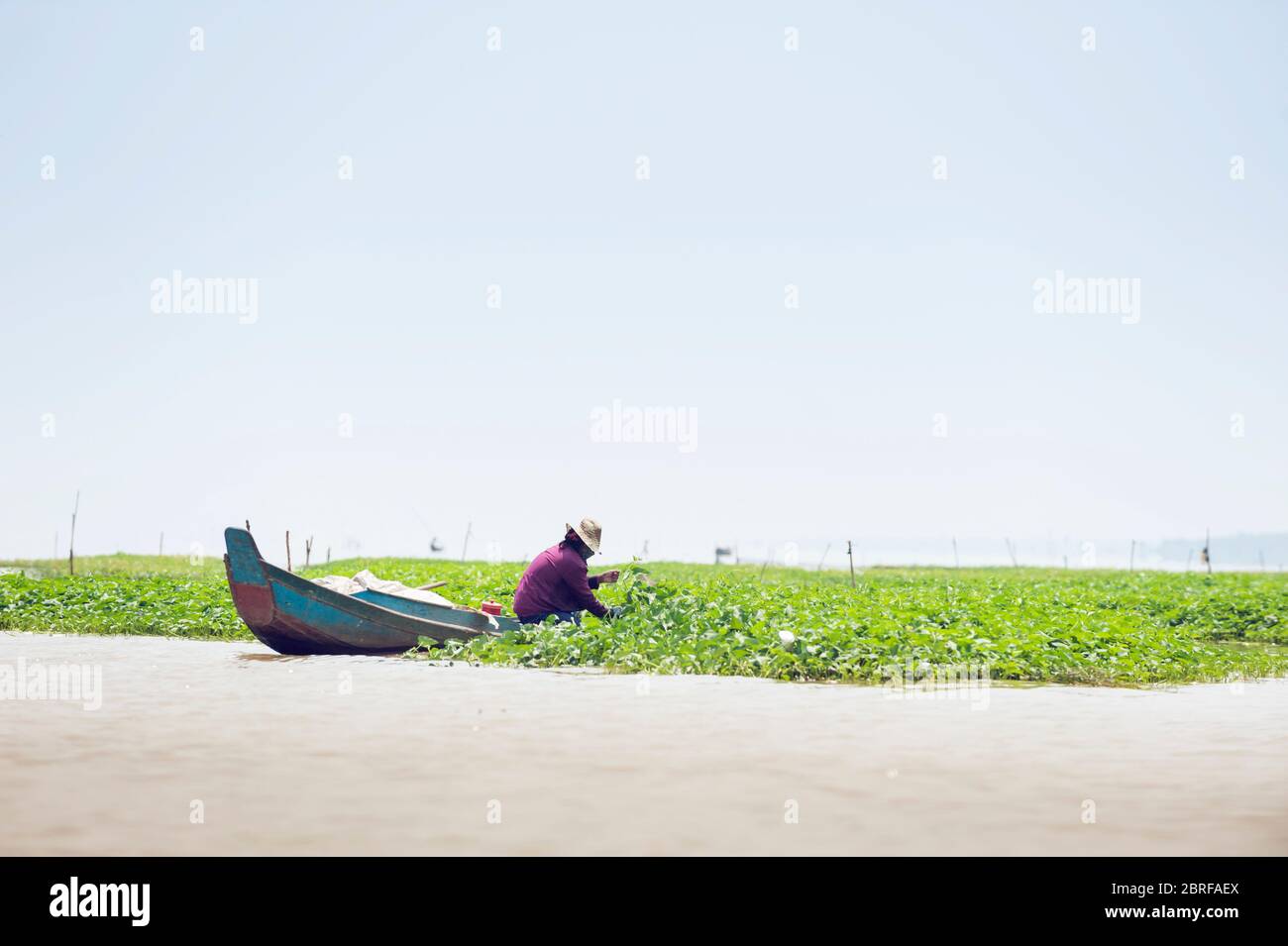 A worker on a riverboat sorts the Swamp Morning Glory farmed at Kompong Luong floating Village. Krakor, Cambodia, Southeast Asia Stock Photo