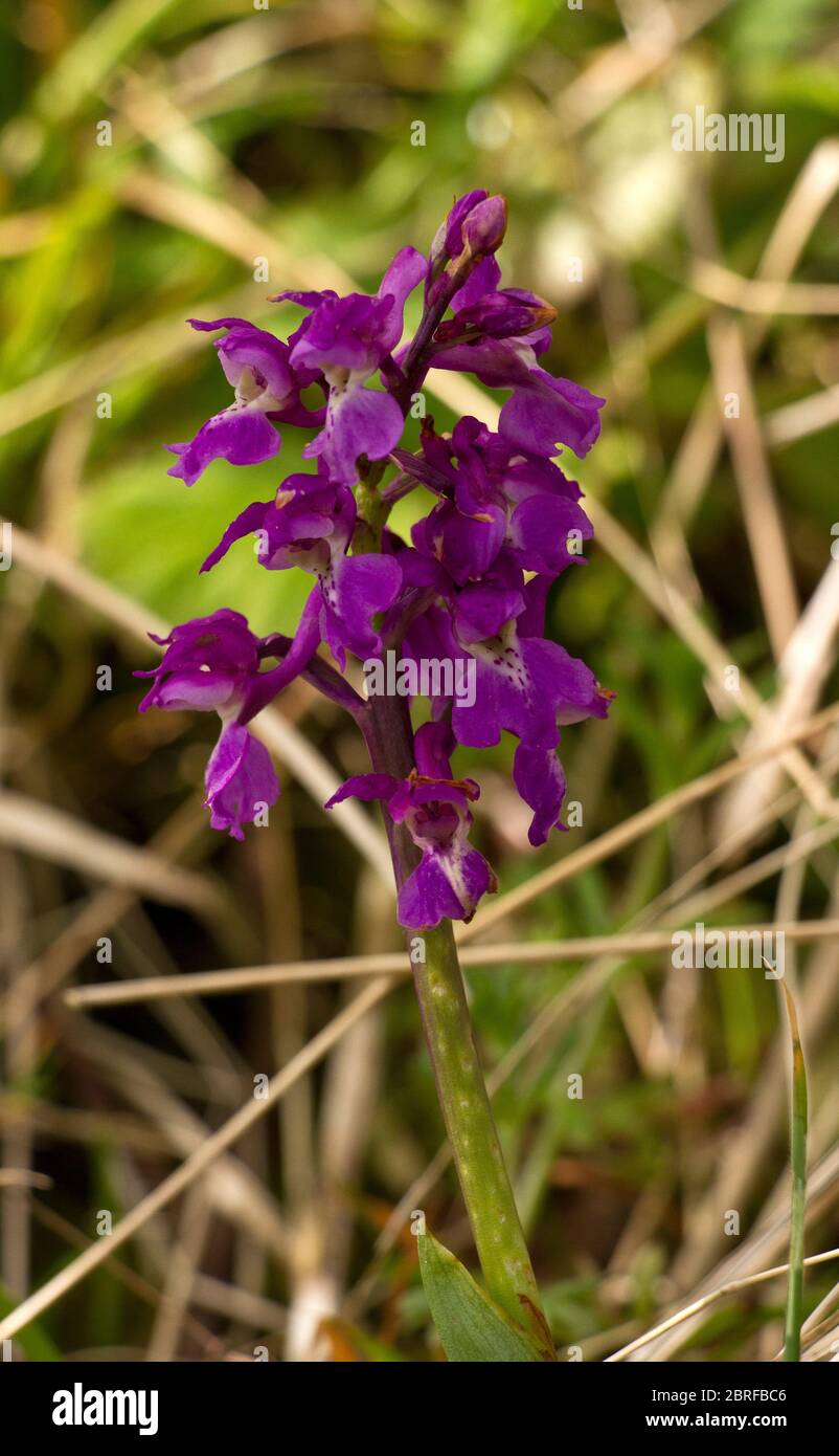 A common and widespread member of the Orchid family, the Early Purple Orchid has a spike of purple flowers with large spurs. They occur in woodlands Stock Photo