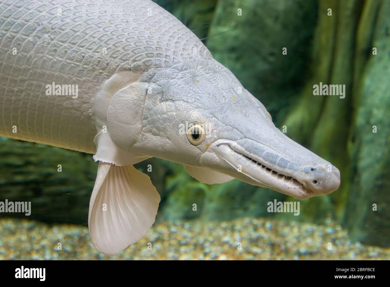 An  platinum  Alligator gar (Atractosteus spatula) in water. It is not albino because the eyes are black instead of red. Stock Photo