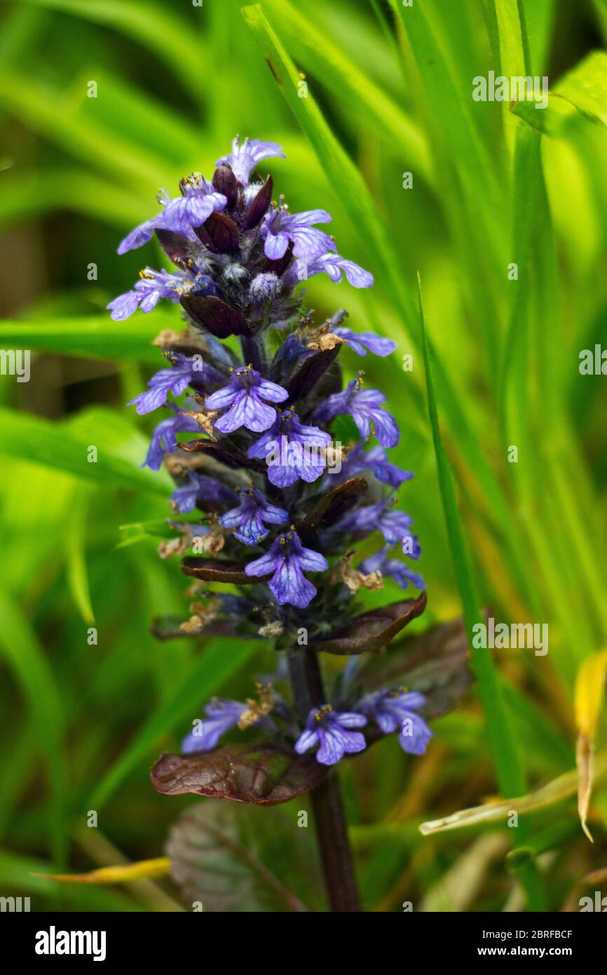 The Pyramidal Bugle is a flower of well drained hillside soils and very localised in its distribution. Stock Photo