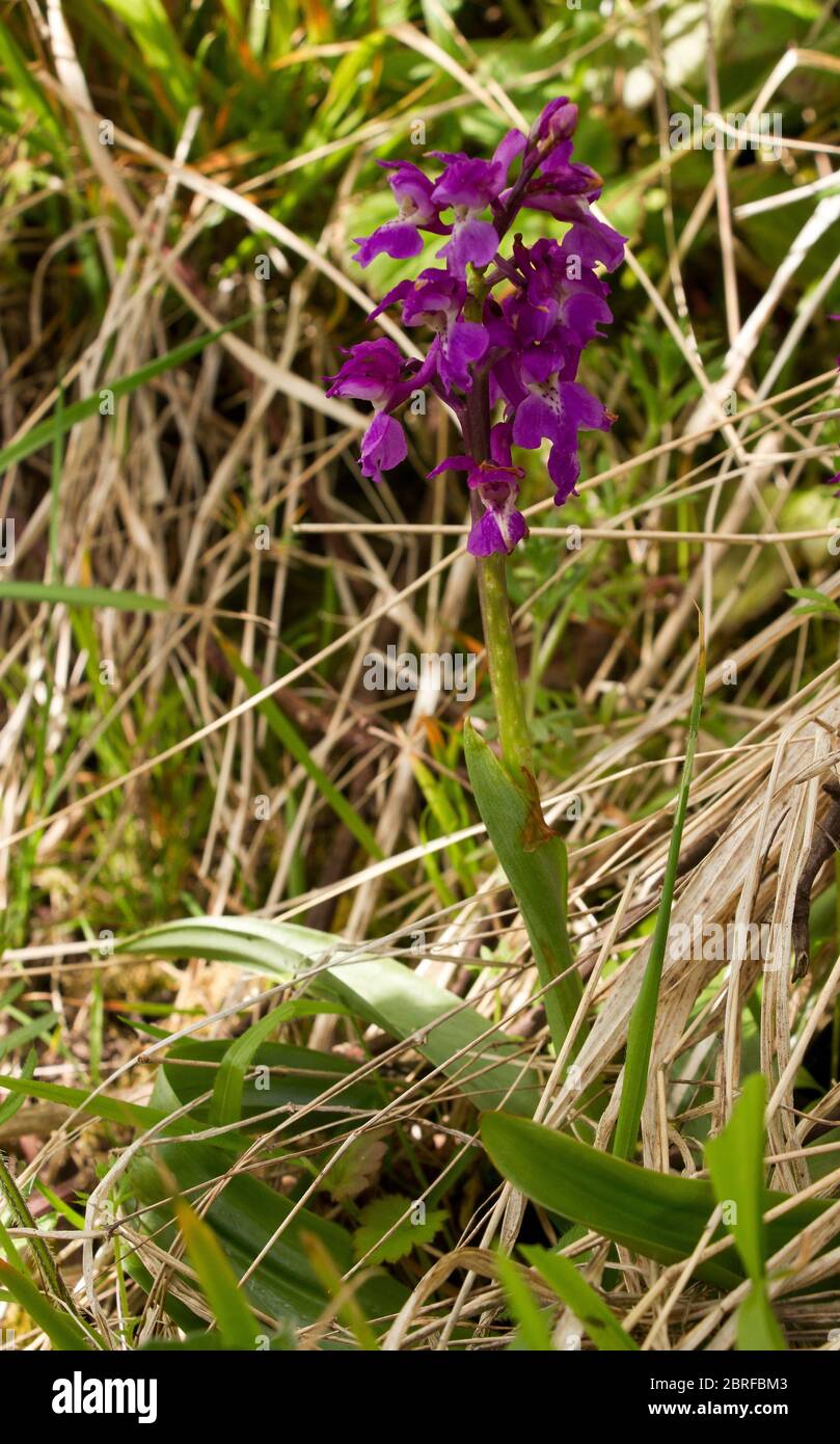 A common and widespread member of the Orchid family, the Early Purple Orchid has a spike of purple flowers with large spurs. They occur in woodlands Stock Photo