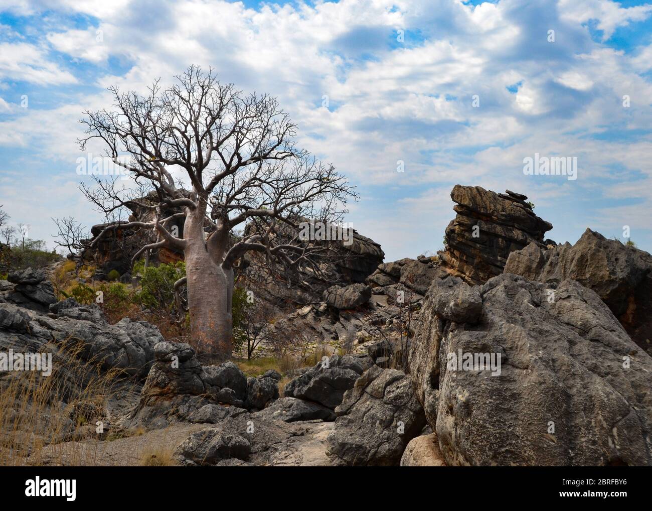 Australian Boab Bottle Tree in Western Australia Kimberley WA Stock