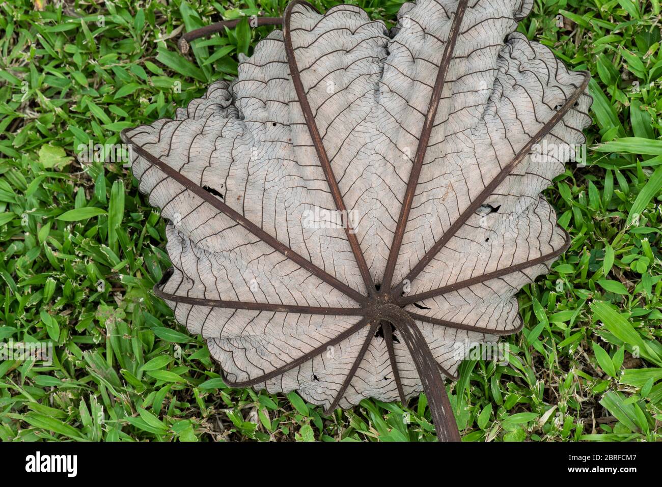 Leaf of Cecropia tree. Costa Rica Stock Photo