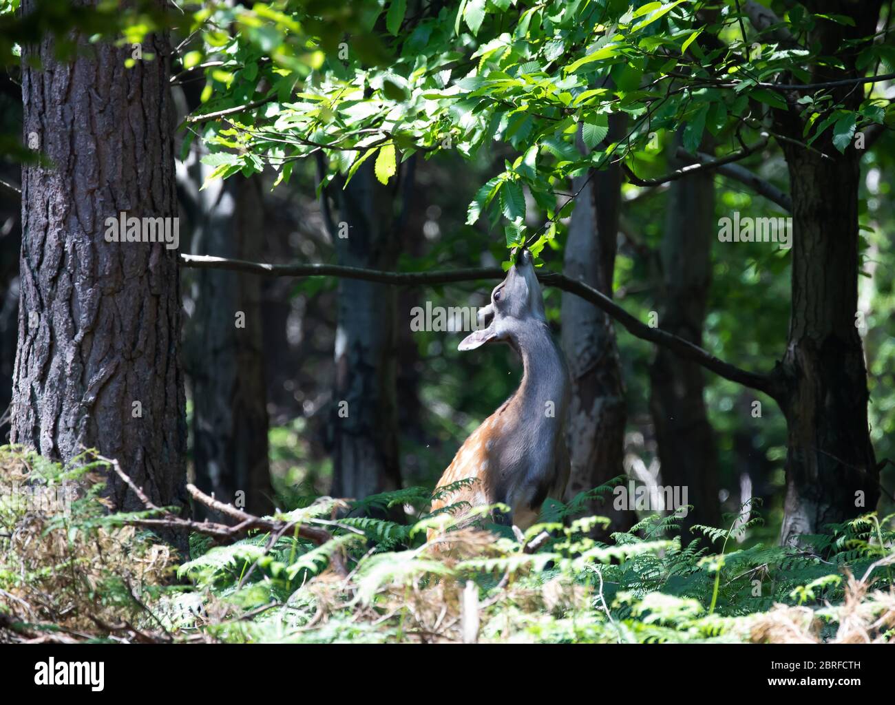 Sevenoaks,KentUK,21st May 2020,Fallow Deer stand up on their hind legs