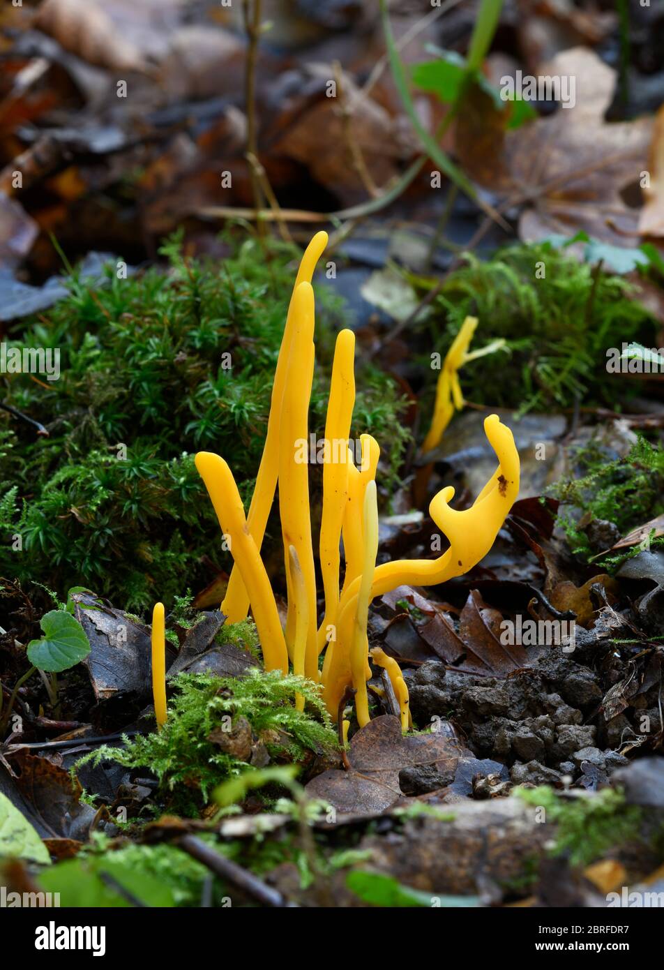 Golden Spindles Fungus: Clavulinopsis helveola. Sussex, UK. Stock Photo