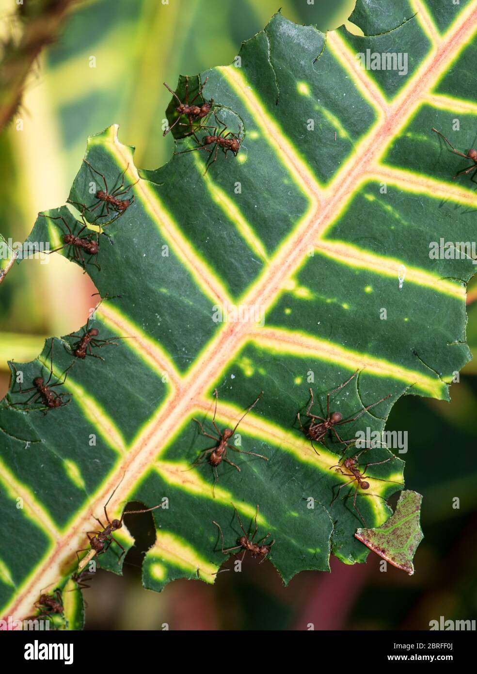 Leafcutter Ant Atta cephalotes. Costa Rica Stock Photo Alamy
