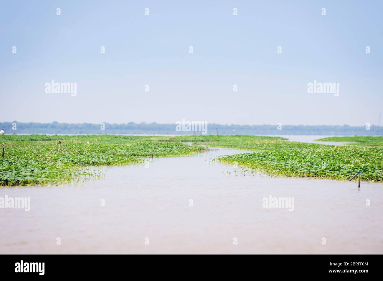Swamp Morning Glory growing at Kompong Luong floating Village. Krakor, Cambodia, Southeast Asia Stock Photo