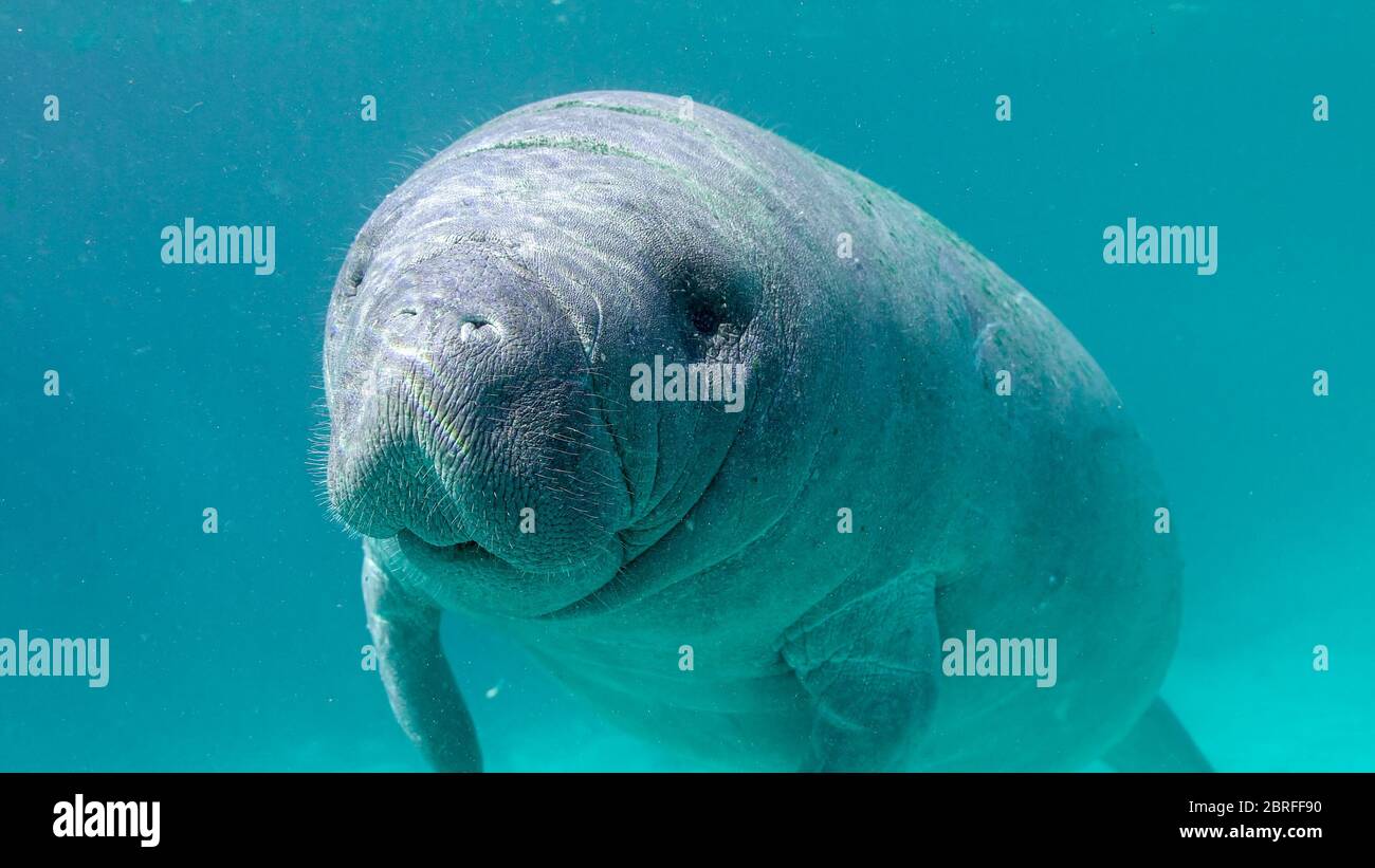 A very cute and curious baby West Indian Manatee (trichechus manatus) approaches the camera for a close-up. Stock Photo
