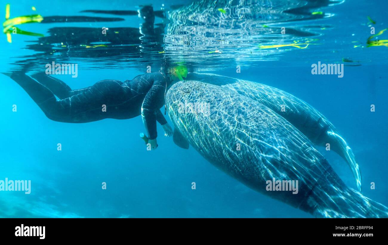 An unidentified manatee tour guide is approached by a pair of playful baby West Indian Manatees (trichechus manatus), who press their faces close to h Stock Photo