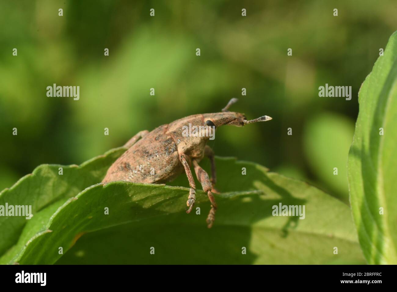 See, Know Weevil – Sidewalk Nature