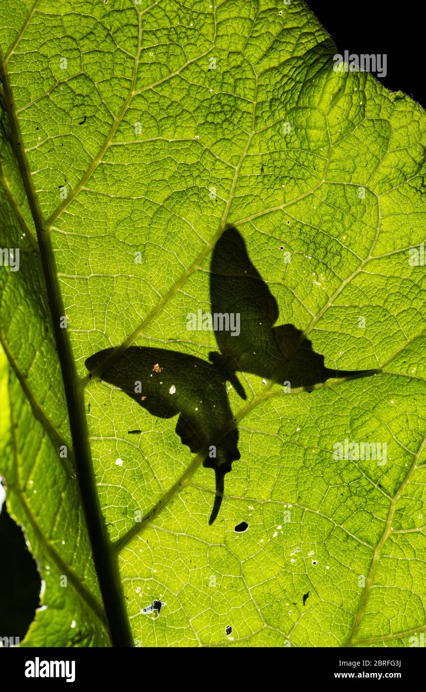 Swallowtail butterfly: Graphium polycenes.  Silhouette on leaf. Studio. Stock Photo