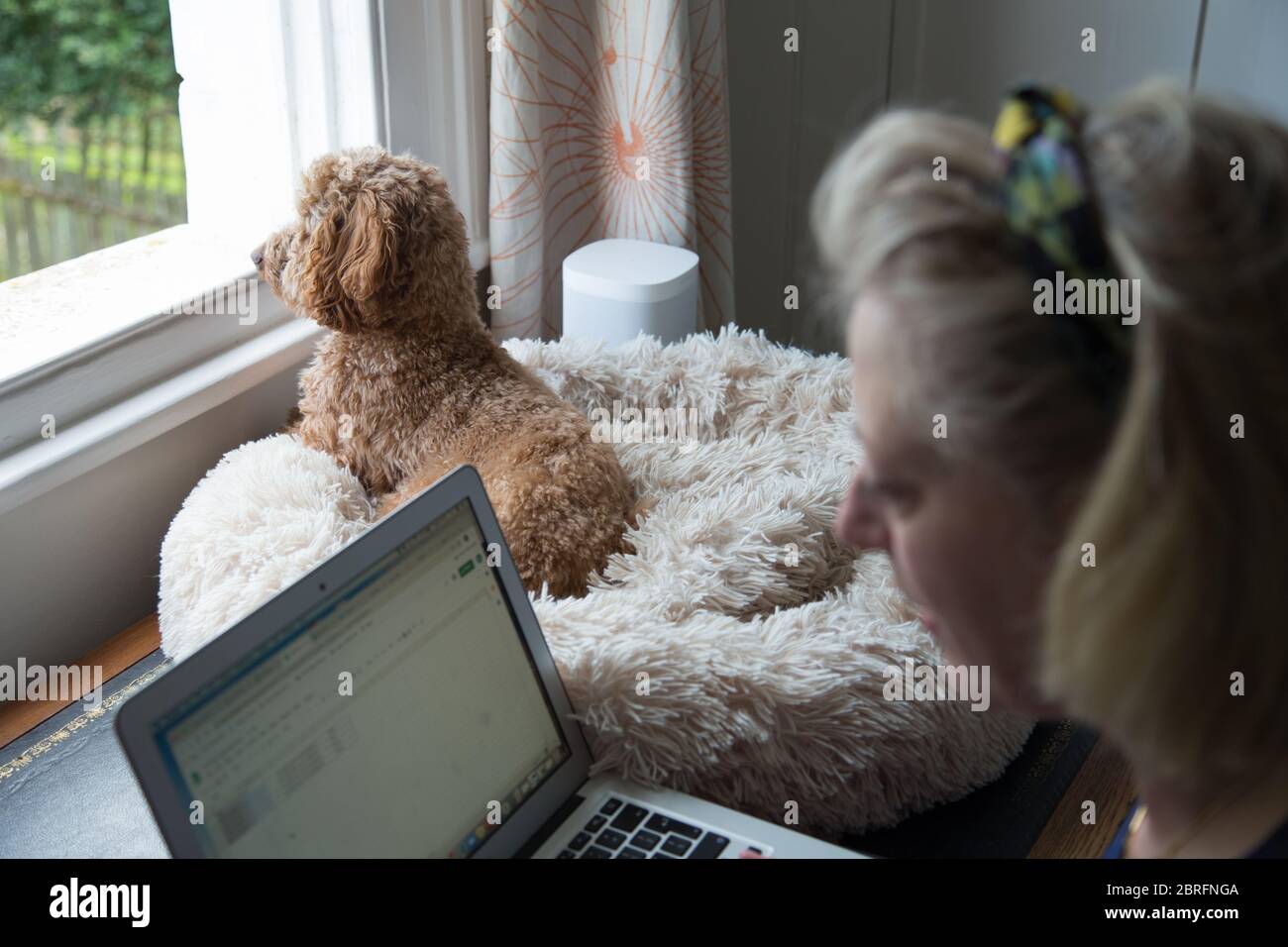 A middle aged woman working from her London home on her laptop in the company of her pet dog on her desk during the 2020 coronavirus lockdown Stock Photo