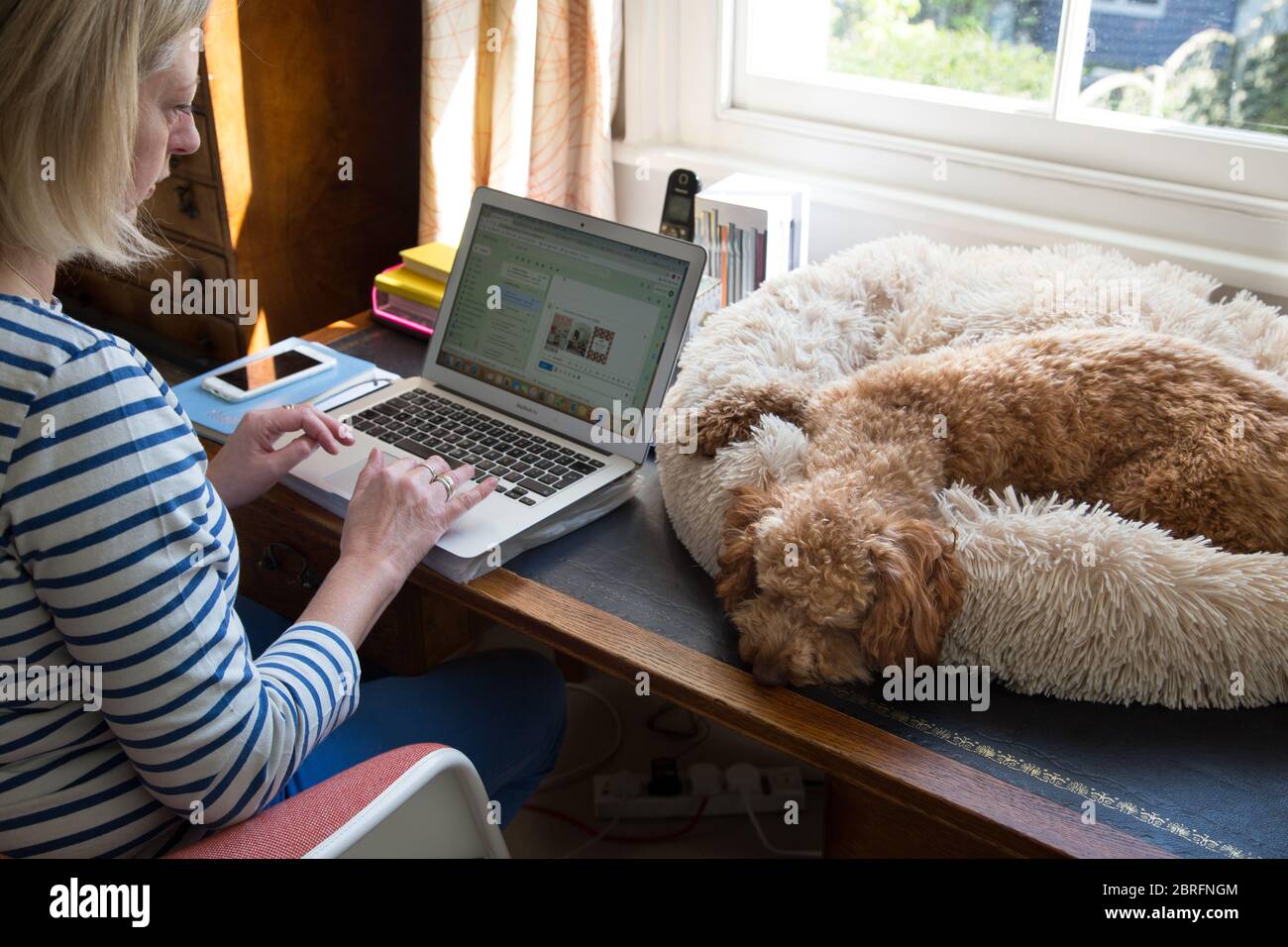 A middle aged woman working from her London home on her laptop in the company of her pet dog on her desk during the 2020 coronavirus lockdown Stock Photo