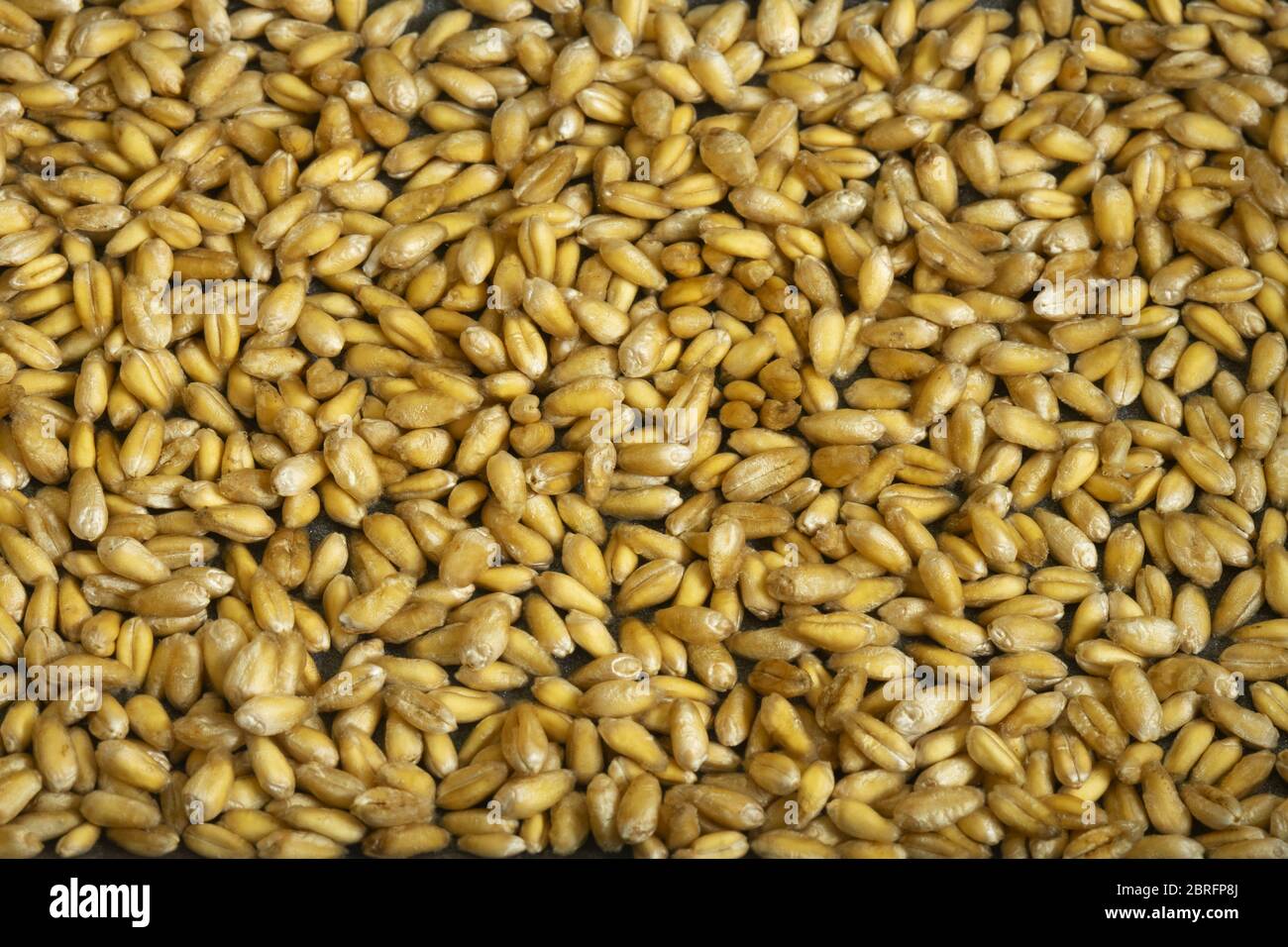 Natural Wheat Grains background, closeup. Bread, diet. Stock Photo