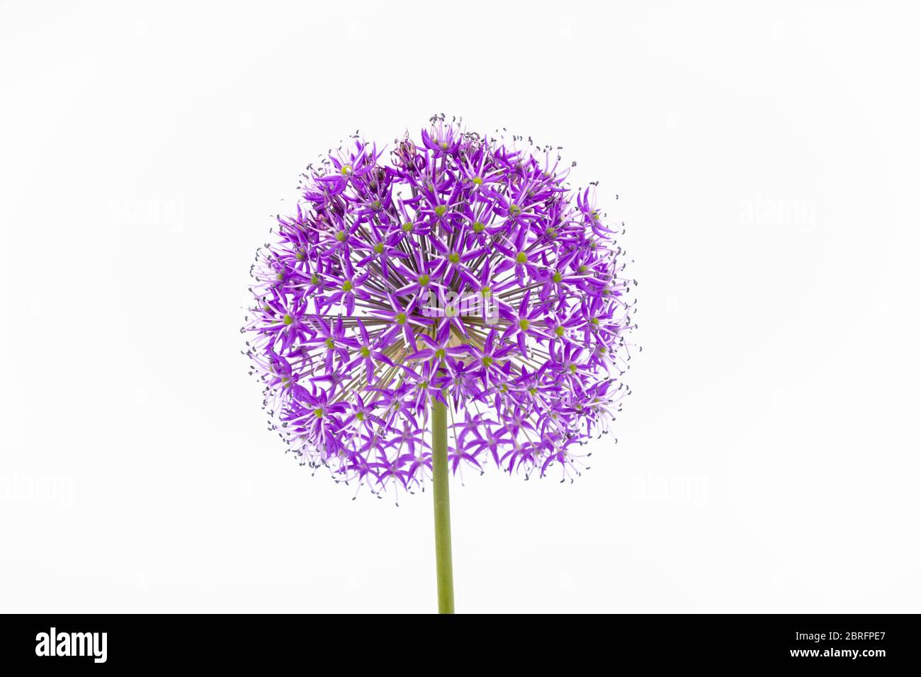 A single purple Allium flower close-up against a white background. The inflorescence comprises umbels Stock Photo